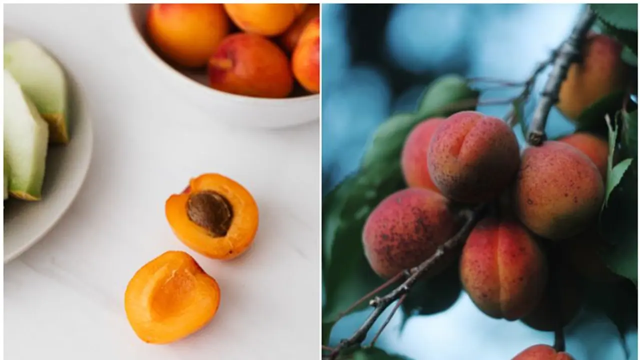 Apricot Health Benefits: Know delicious ways to enjoy them