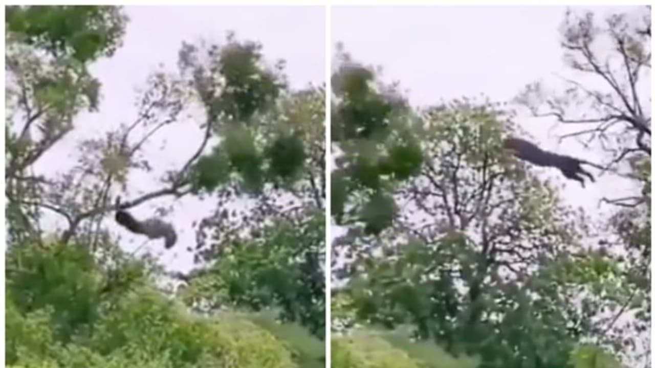 ആദ്യ ചാട്ടത്തില് മൂക്കുംകുത്തി താഴേയ്ക്ക്, രണ്ടാം ചാട്ടത്തില് കുരങ്ങനെ നഖങ്ങളില് കൊരുത്ത് പുള്ളിപ്പുലി ! ആദ്യ ചാട്ടത്തില് മൂക്കുംകുത്തി താഴേയ്ക്ക്, രണ്ടാം ചാട്ടത്തില് കുരങ്ങനെ നഖങ്ങളില് കൊരുത്ത് പുള്ളിപ്പുലി !