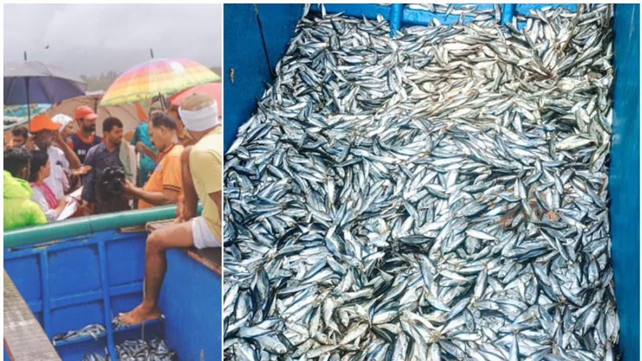 ഒന്നും രണ്ടുമല്ല! അഞ്ച് ടൺ, ബോട്ട് നിറഞ്ഞ് അയലക്കുഞ്ഞുങ്ങൾ; വള്ളം പിടിച്ചെടുത്ത് ഫിഷറീസ് വകുപ്പ്, കനത്ത പിഴ ഒന്നും രണ്ടുമല്ല! അഞ്ച് ടൺ, ബോട്ട് നിറഞ്ഞ് അയലക്കുഞ്ഞുങ്ങൾ; വള്ളം പിടിച്ചെടുത്ത് ഫിഷറീസ് വകുപ്പ്, കനത്ത പിഴ