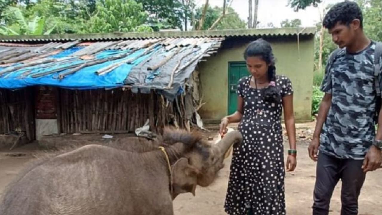ಬಂಡೀಪುರದಲ್ಲೊಂದು ದಿ ಎಲಿಫೆಂಟ್ ವಿಸ್ಪರರ್ಸ್ ಕಥನ: ಅನಾಥ ಆನೆ ಮರಿಗೆ ಆಸರೆಯಾದ ಕಾವಾಡಿ ದಂಪತಿ