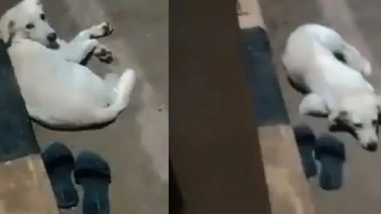 ನದಿಗೆ ಹಾರಿ ಮಹಿಳೆ ಆತ್ಮಹತ್ಯೆ, ಆಕೆ ಮರಳಿ ಬರುತ್ತಾಳೆಂದು ದಿನವಿಡೀ ಚಪ್ಪಲಿ ಬಳಿ ಕಾದು ಕುಳಿತ ಸಾಕುನಾಯಿ ನದಿಗೆ ಹಾರಿ ಮಹಿಳೆ ಆತ್ಮಹತ್ಯೆ, ಆಕೆ ಮರಳಿ ಬರುತ್ತಾಳೆಂದು ದಿನವಿಡೀ ಚಪ್ಪಲಿ ಬಳಿ ಕಾದು ಕುಳಿತ ಸಾಕುನಾಯಿ