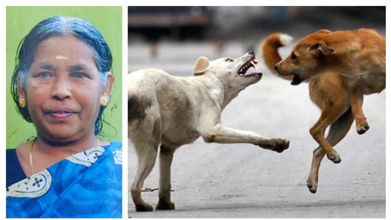 കുത്തിവെപ്പെടുത്തപ്പോൾ കാലിൽ പൊള്ളലേറ്റു, പിന്നീട് കാൽ മുറിച്ചു മാറ്റി; തെരുവുനായ കടിച്ച വീട്ടമ്മ മരിച്ചു കുത്തിവെപ്പെടുത്തപ്പോൾ കാലിൽ പൊള്ളലേറ്റു, പിന്നീട് കാൽ മുറിച്ചു മാറ്റി; തെരുവുനായ കടിച്ച വീട്ടമ്മ മരിച്ചു