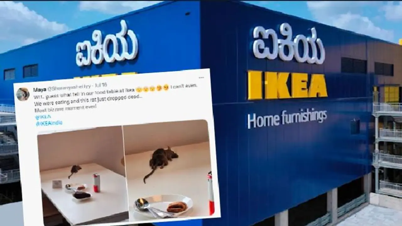 Bengaluru: IKEA apologizes after customer finds dead rat on foodcourt table Bengaluru: IKEA apologizes after customer finds dead rat on foodcourt table