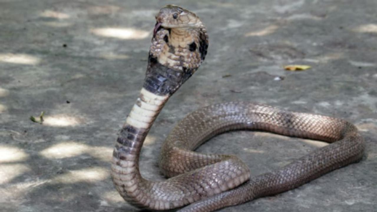 அல்லேரியில் பாம்பு கடியால் தொடரும் அவலம்; சிறுமியை தொடர்ந்து மேலும் ஒருவர் பலி அல்லேரியில் பாம்பு கடியால் தொடரும் அவலம்; சிறுமியை தொடர்ந்து மேலும் ஒருவர் பலி