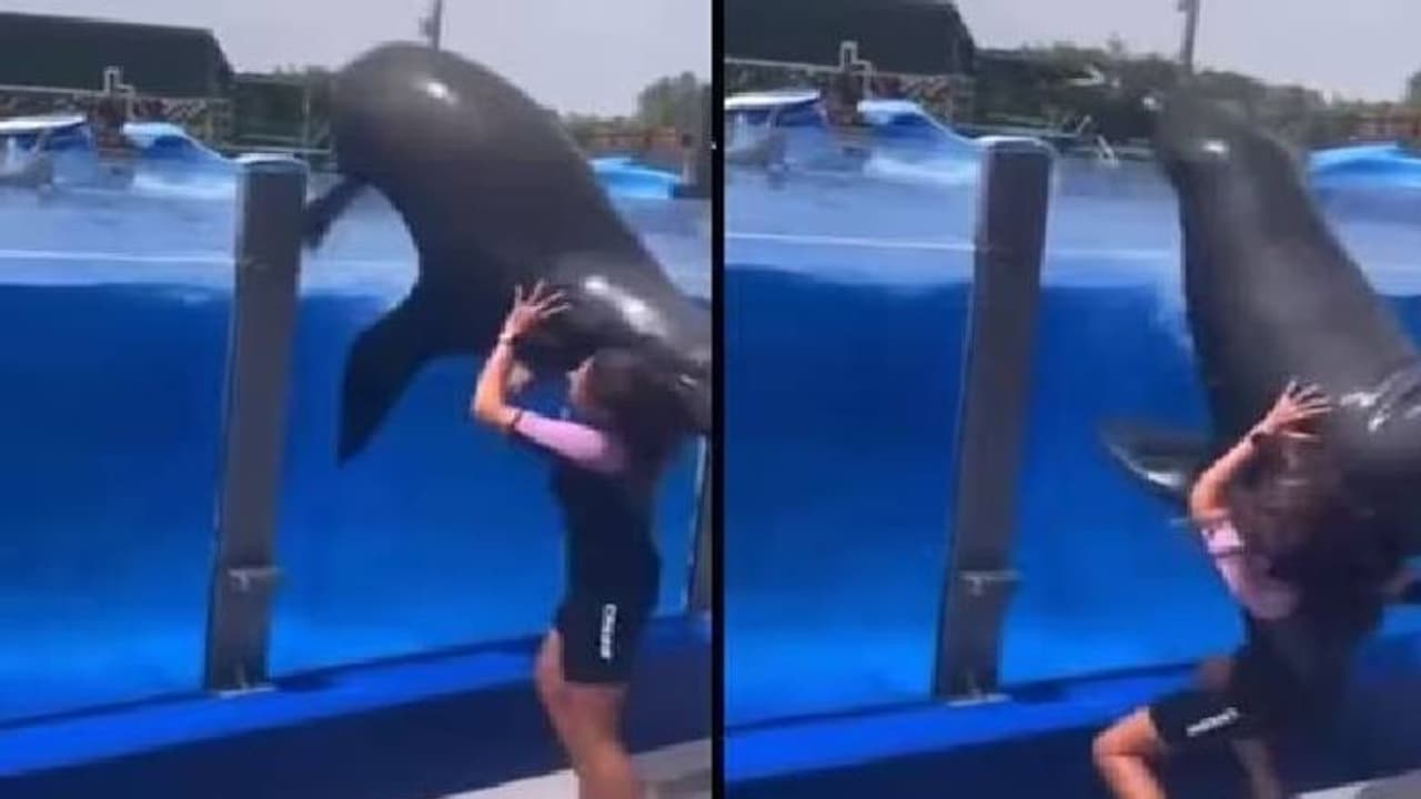 340 കിലോയുള്ള ഭീമൻ കടൽസിംഹത്തിന്റെ പിടിയിൽ അക്വേറിയം ജീവനക്കാരി, ഭീതിദമെന്നല്ലാതെ എന്ത് പറയും ഈ രം​ഗം