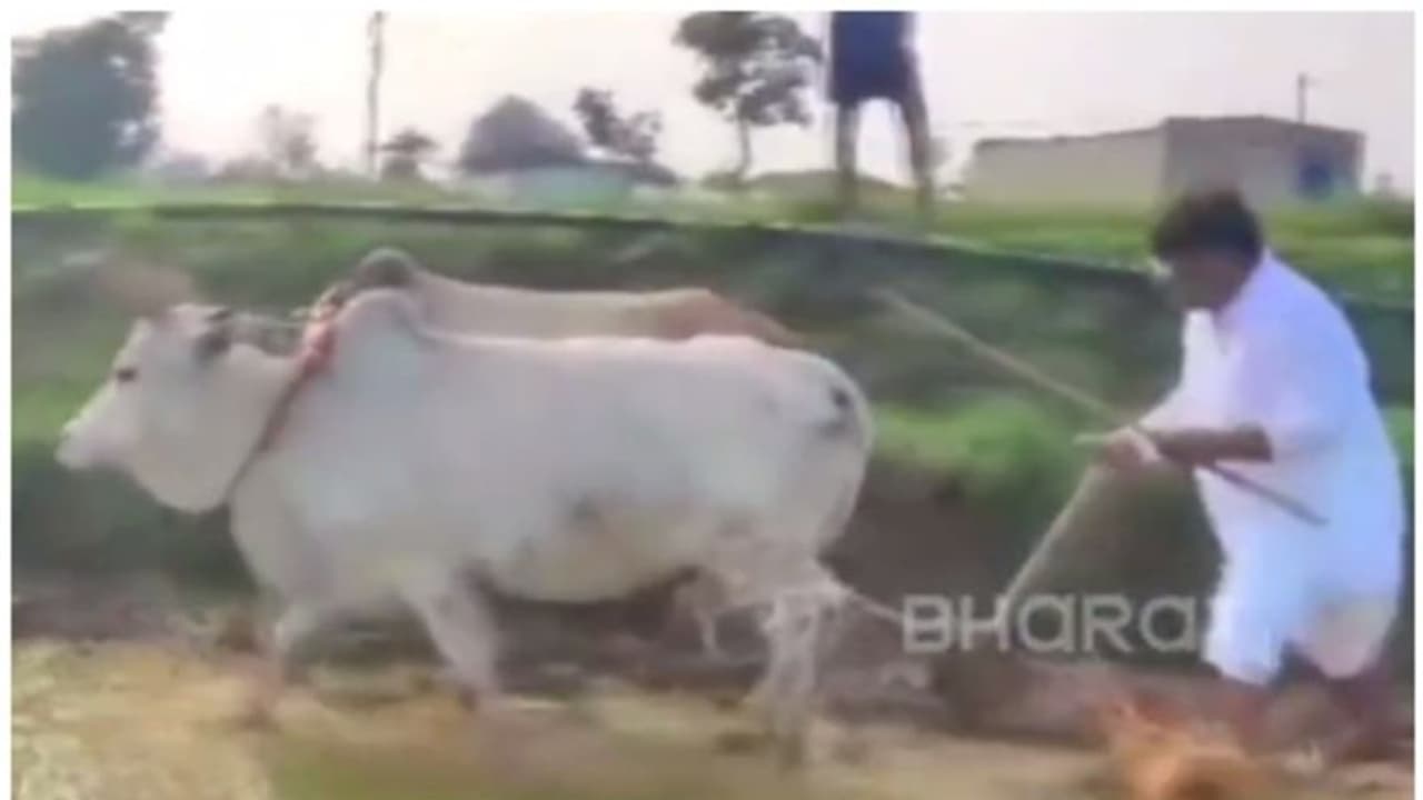 ഛത്തീസ്ഗഢ് തെരഞ്ഞെടുപ്പിന് മുന്നോടിയായി വയല്‍ ഉഴുത് മറിച്ച് കോണ്‍ഗ്രസ് എംഎല്‍എ, ഞാറ് നട്ട് ഭാര്യ ! 