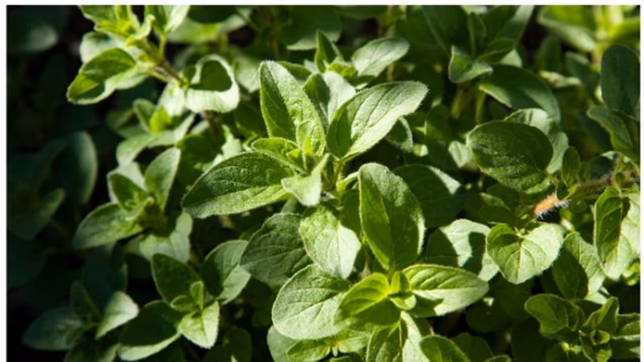 രുചിയും മണവും ഗുണവും നല്കാൻ 'ഒറിഗാനോ ഇലകൾ' ; കൂടുതലറിയാം രുചിയും മണവും ഗുണവും നല്കാൻ 'ഒറിഗാനോ ഇലകൾ' ; കൂടുതലറിയാം