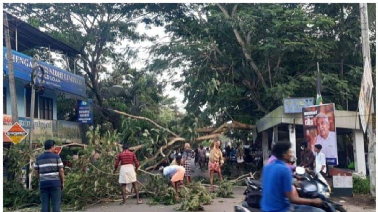 സംസ്ഥാനപാതയില്‍ മരം ഒടിഞ്ഞുവീണ് ഗതാഗതം തടസ്സപ്പെട്ടു; ബസ് കാത്തു നിന്നവര്‍ രക്ഷപ്പെട്ടത് അത്ഭുകരമായി
