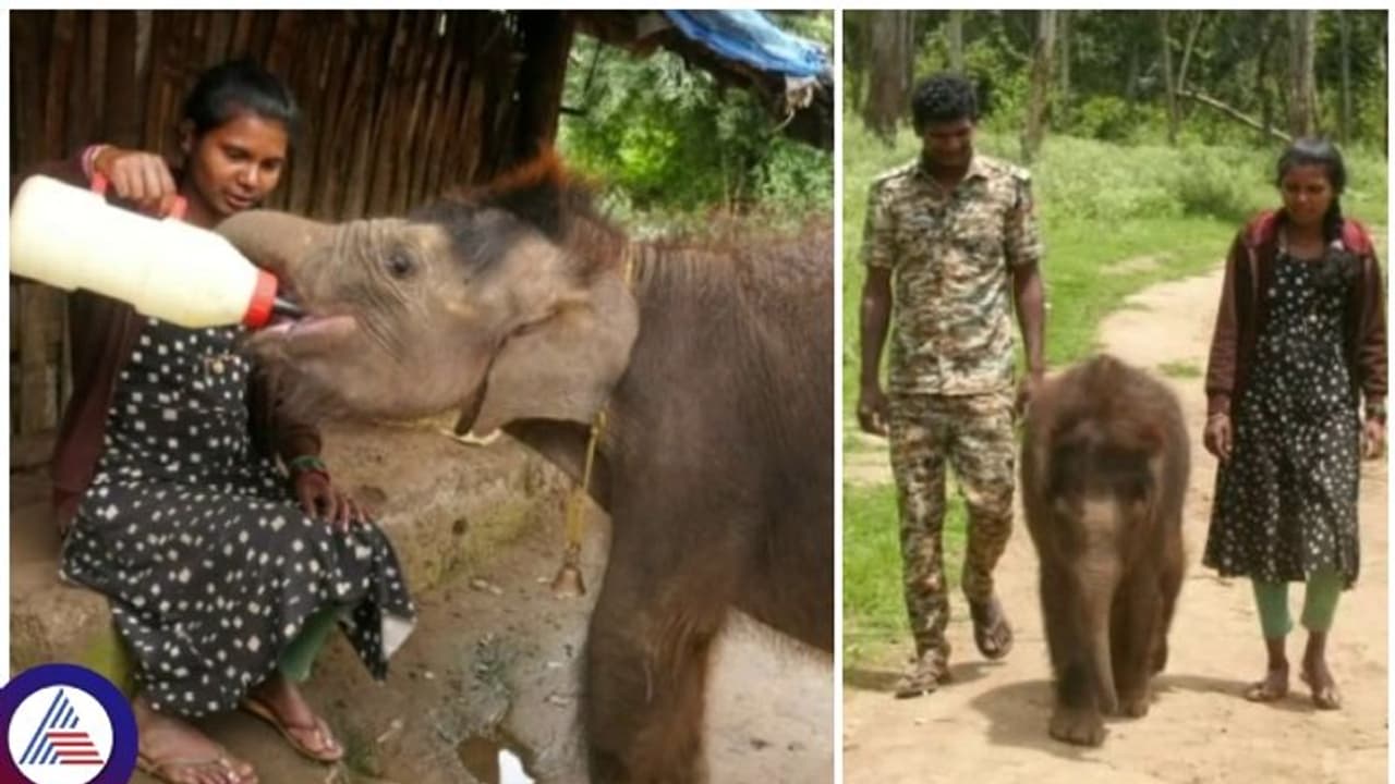 ಮತ್ತೊಂದು ಎಲೆಫೆಂಟ್ ವಿಸ್ಪರರ್ಸ್‌ ಕಥೆ, ಮರಿಯಾನೆಯನ್ನು ಮಗುವಿನಂತೆ ಸಾಕುವ ದಂಪತಿ