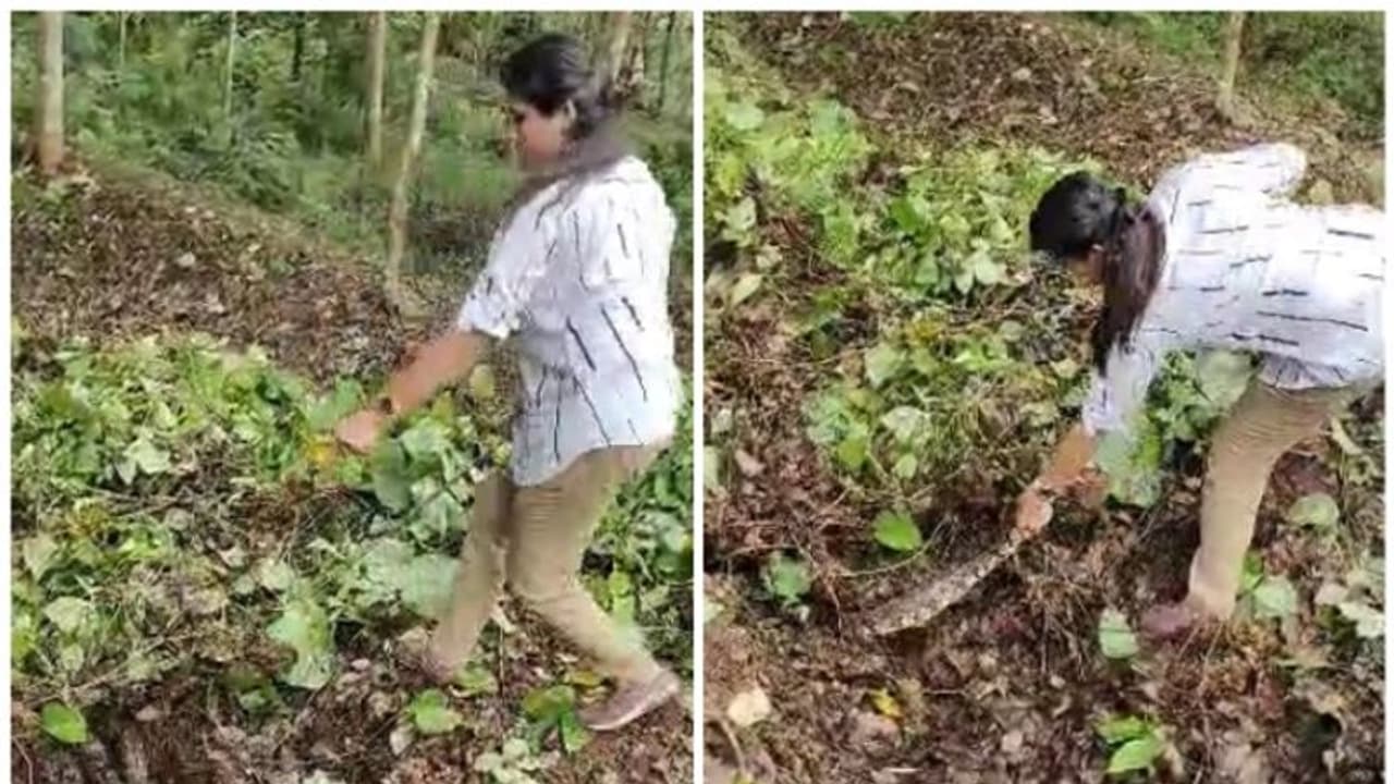 തൊഴിലുറപ്പ് ജോലിക്കിടെ കുറ്റിക്കാട്ടിൽ പെരുമ്പാമ്പ്; ഒടുവിൽ ആർ ആർ ടി എത്തി പിടികൂടി