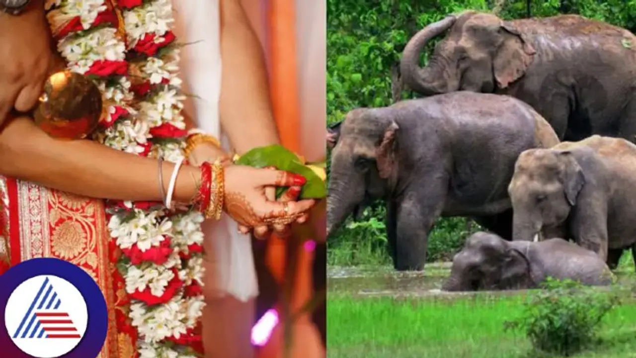 ಮದುವೆ ಮನೆಗೆ ಏಕಾಏಕಿ ನುಗ್ಗಿದ ಆನೆ ಹಿಂಡು; ವಧುವಿನೊಂದಿಗೆ ವರ ಪರಾರಿ