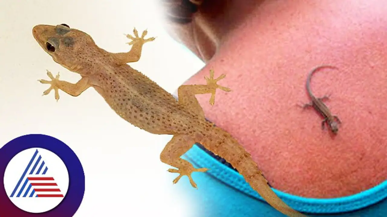 ಹೆಂಗಸರ ಬೆನ್ನಿನ ಮೇಲೆ ಹಲ್ಲಿ ಬಿದ್ರೆ ಸಾವು; ಕೆಂಡಸಂಪಿಗೆ ಸೀರಿಯಲ್ ನೋಡಿಲ್ವಾ..? ಹೆಂಗಸರ ಬೆನ್ನಿನ ಮೇಲೆ ಹಲ್ಲಿ ಬಿದ್ರೆ ಸಾವು; ಕೆಂಡಸಂಪಿಗೆ ಸೀರಿಯಲ್ ನೋಡಿಲ್ವಾ..?