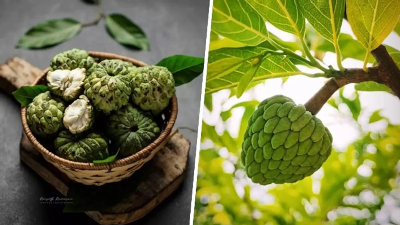 Enhancing digestion to supporting heart health: 7 health benefits of Custard Apple