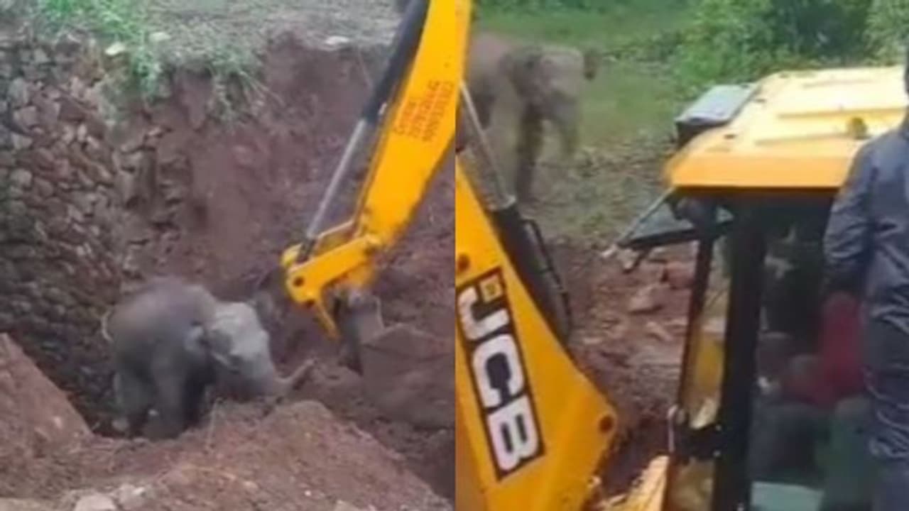 'നന്ദിയുണ്ട്' ; അബദ്ധത്തില് കിണറ്റിൽ വീണ ആനക്കുട്ടിയെ രക്ഷപ്പെടുത്തി, വീഡിയോ 'നന്ദിയുണ്ട്' ; അബദ്ധത്തില് കിണറ്റിൽ വീണ ആനക്കുട്ടിയെ രക്ഷപ്പെടുത്തി, വീഡിയോ