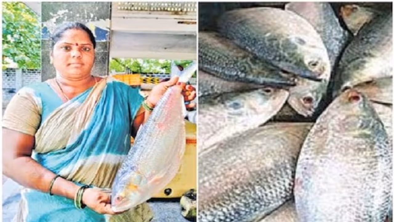 ಆಂಧ್ರಪ್ರದೇಶದಲ್ಲಿ ಒಂದು ಪುಲಸ ಮೀನು 20 ಸಾವಿರಕ್ಕೆ ಮಾರಾಟ, ಅಂಥದ್ದೇನಿದೆ ಈ ಮೀನಿನಲ್ಲಿ! ಆಂಧ್ರಪ್ರದೇಶದಲ್ಲಿ ಒಂದು ಪುಲಸ ಮೀನು 20 ಸಾವಿರಕ್ಕೆ ಮಾರಾಟ, ಅಂಥದ್ದೇನಿದೆ ಈ ಮೀನಿನಲ್ಲಿ!