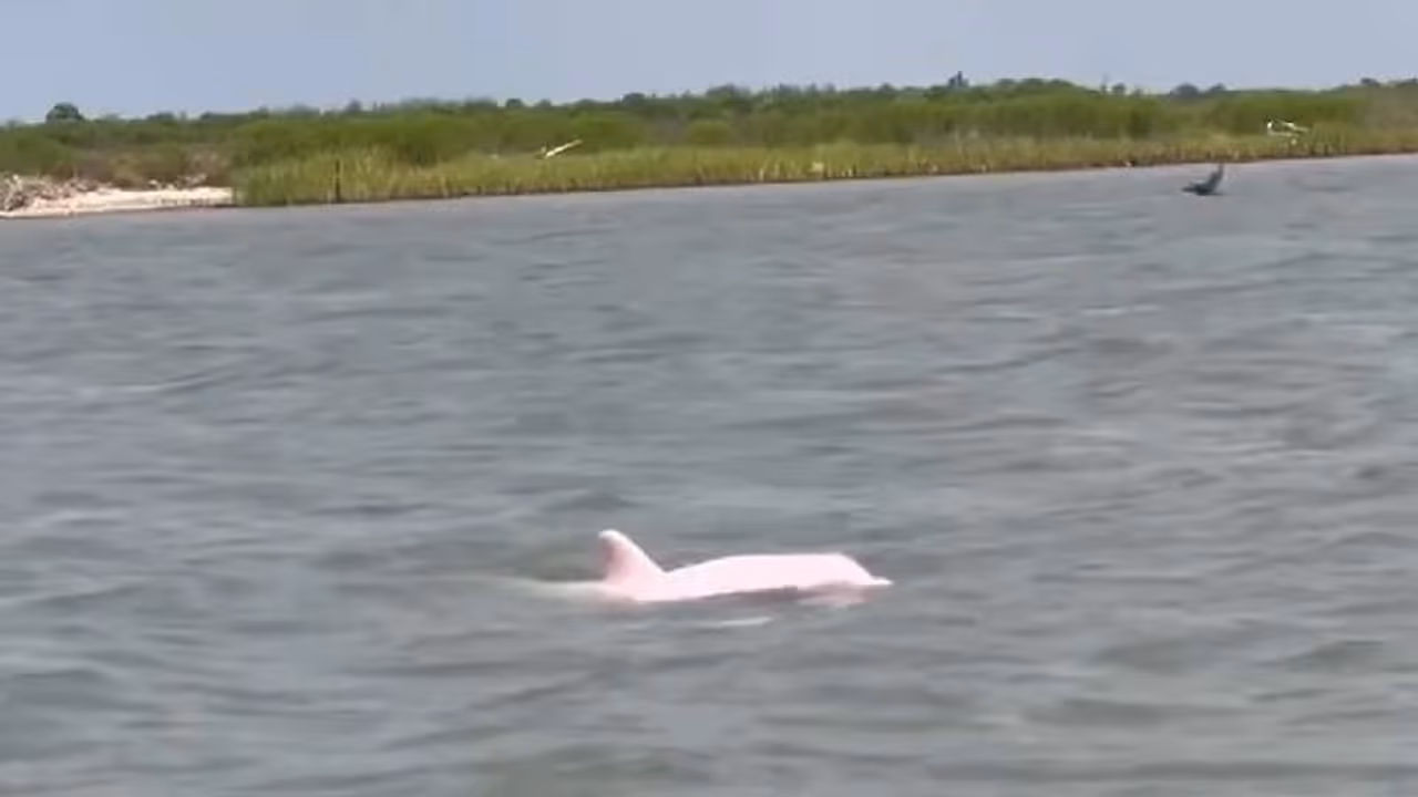 WATCH: Rare pink dolphin spotted in Louisiana waters amazes onlookers; video goes viral WATCH: Rare pink dolphin spotted in Louisiana waters amazes onlookers; video goes viral