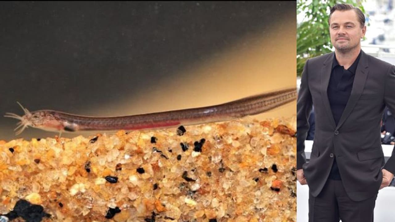 കുഫോസിന്‍റെ 'പാതാള പൂന്താരകന്‍', വിവരങ്ങളുമായി ലിയനാഡോ ഡി കാപ്രിയോ