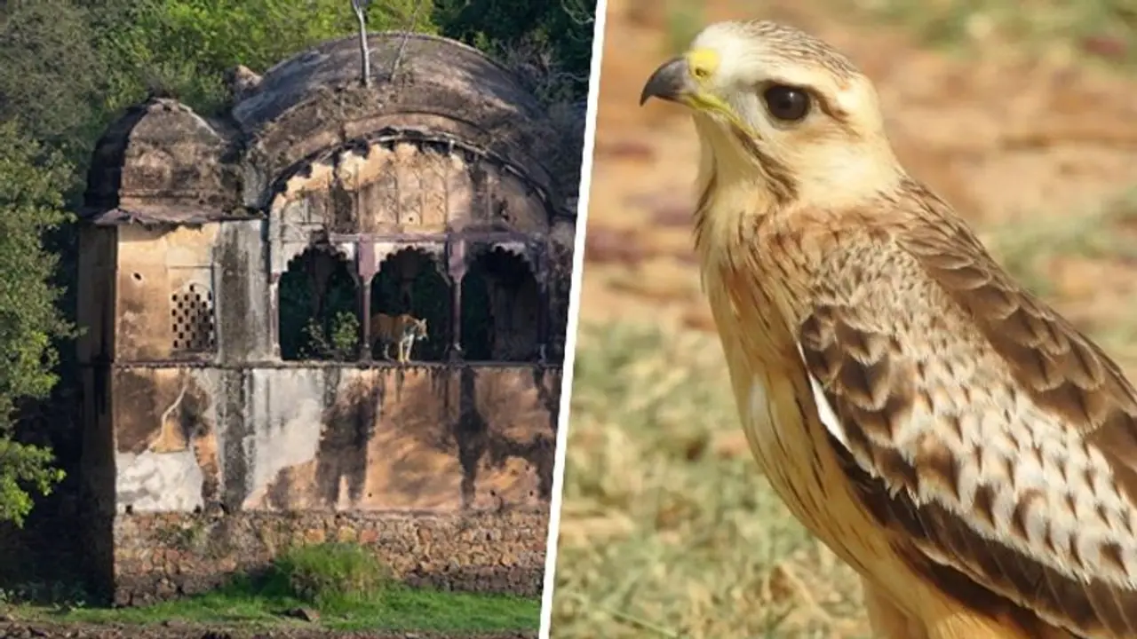 Ranthambore to Desert National Park: 5 wild gems of Rajasthan