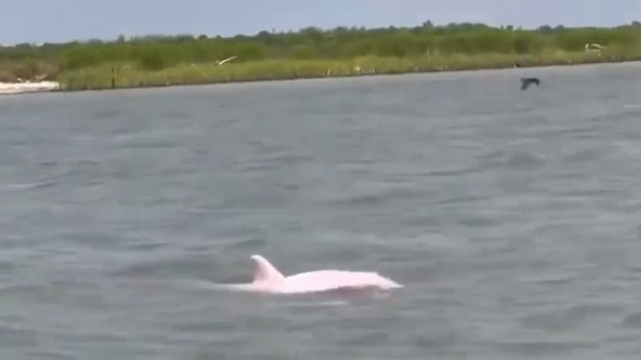 லூசியானா கடற்கரை.. தென்பட்ட மிக மிக அரியவகை பிங்க் நிற டால்பின் இணையத்தில் வைரலாகும் வீடியோ!