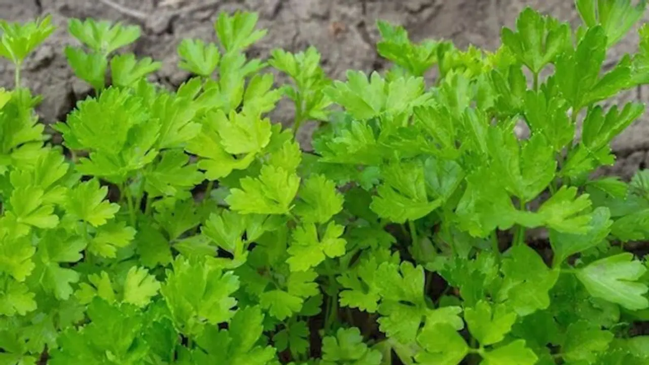 Brightening to Collagen: 5 incredible benefits of Parsley on your Skin Brightening to Collagen: 5 incredible benefits of Parsley on your Skin