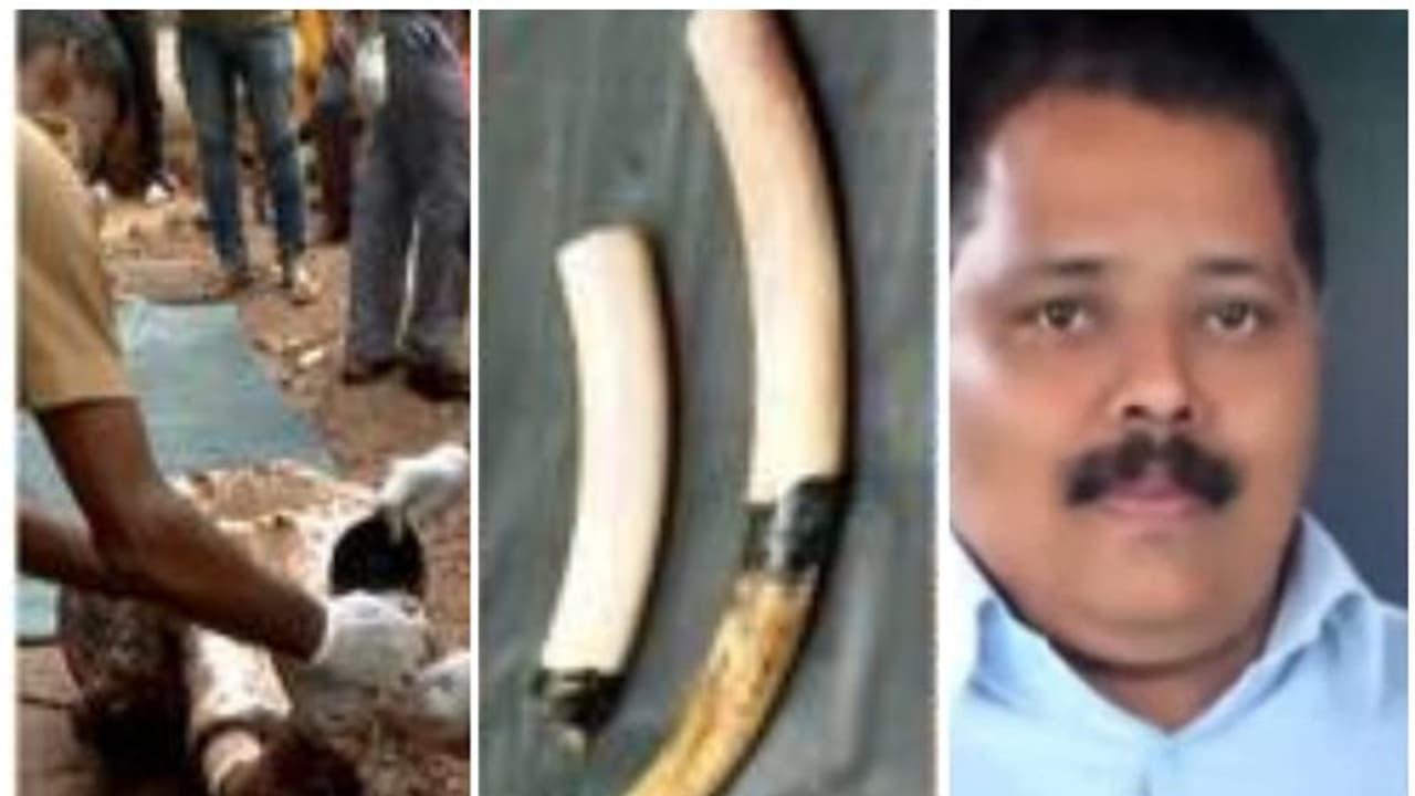 കാട്ടനയെ കൊന്ന് കുഴിച്ചിട്ടു, ഒരു കൊമ്പിന്റെ പകുതിയും വെട്ടിയെടുത്തു; തോട്ടമുടമ ഉള്പ്പെടെ 2 പേർ കീഴടങ്ങി കാട്ടനയെ കൊന്ന് കുഴിച്ചിട്ടു, ഒരു കൊമ്പിന്റെ പകുതിയും വെട്ടിയെടുത്തു; തോട്ടമുടമ ഉള്പ്പെടെ 2 പേർ കീഴടങ്ങി