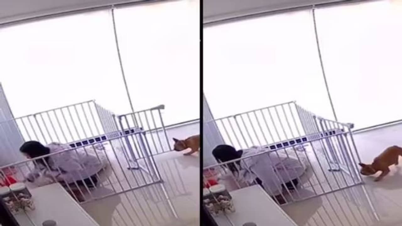 Viral video : തന്നെ പൂട്ടിയിട്ട കൂട്ടിൽ ഉടമയെ അടച്ച് നായ, വൈറലായി വീഡിയോ