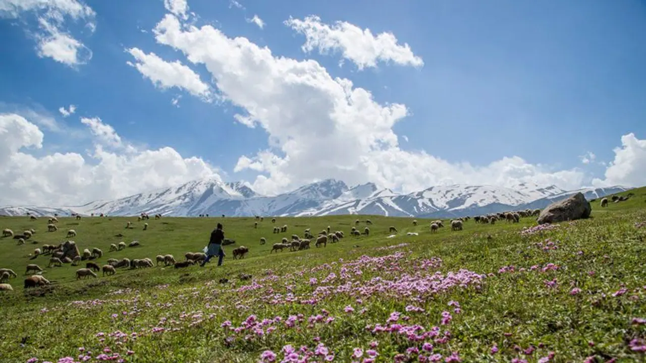 ఈశాన్య రాష్ట్రాల నుంచి కాశ్మీర్ కు పర్యాటకుల తాకిడి.. మరింతగా మెరిసిపోతున్న భూతల స్వర్గం ! 