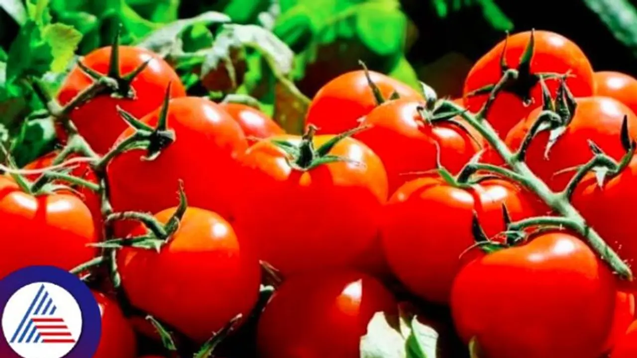 ತಾಯಿಗಾಗಿ ದುಬೈನಿಂದ 10 ಕೆಜಿ ಟೊಮೆಟೊ ತಂದ ಮಗಳು, ವರ್ಷದ ಬೆಸ್ಟ್ ಡಾಟರ್ ನೀನಮ್ಮ ಎಂದ ನೆಟ್ಟಿಗರು ತಾಯಿಗಾಗಿ ದುಬೈನಿಂದ 10 ಕೆಜಿ ಟೊಮೆಟೊ ತಂದ ಮಗಳು, ವರ್ಷದ ಬೆಸ್ಟ್ ಡಾಟರ್ ನೀನಮ್ಮ ಎಂದ ನೆಟ್ಟಿಗರು