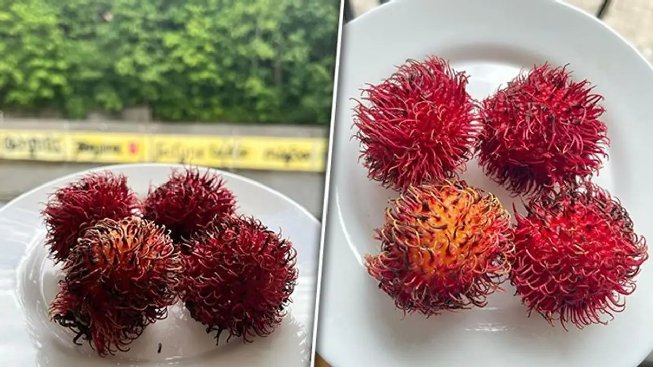 Immunity boosting to blood sugar regulations: 5 health benefits of this exotic tropical fruit Rambutan