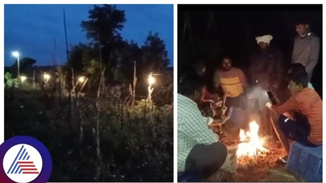 ಟೊಮ್ಯಾಟೊ ರಕ್ಷಣೆಗೆ ವಿದ್ಯುತ್ ದೀಪ ಅಳವಡಿಸಿ ಕಣ್ಣಿಗೆ ಎಣ್ಣೆ ಬಿಟ್ಟು ಕಾಯುತ್ತಿರುವ ರೈತ ಟೊಮ್ಯಾಟೊ ರಕ್ಷಣೆಗೆ ವಿದ್ಯುತ್ ದೀಪ ಅಳವಡಿಸಿ ಕಣ್ಣಿಗೆ ಎಣ್ಣೆ ಬಿಟ್ಟು ಕಾಯುತ್ತಿರುವ ರೈತ