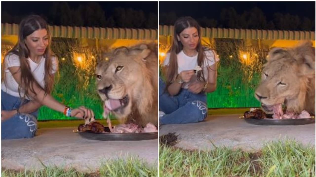 'കാട്ടിലെ രാജാവ് കൂട്ടുകാരന്'! സിംഹത്തിനൊപ്പം ഒരേ പാത്രത്തില് നിന്ന് ഭക്ഷണം കഴിച്ച് യുവതി, വീഡിയോ വൈറല് 'കാട്ടിലെ രാജാവ് കൂട്ടുകാരന്'! സിംഹത്തിനൊപ്പം ഒരേ പാത്രത്തില് നിന്ന് ഭക്ഷണം കഴിച്ച് യുവതി, വീഡിയോ വൈറല്
