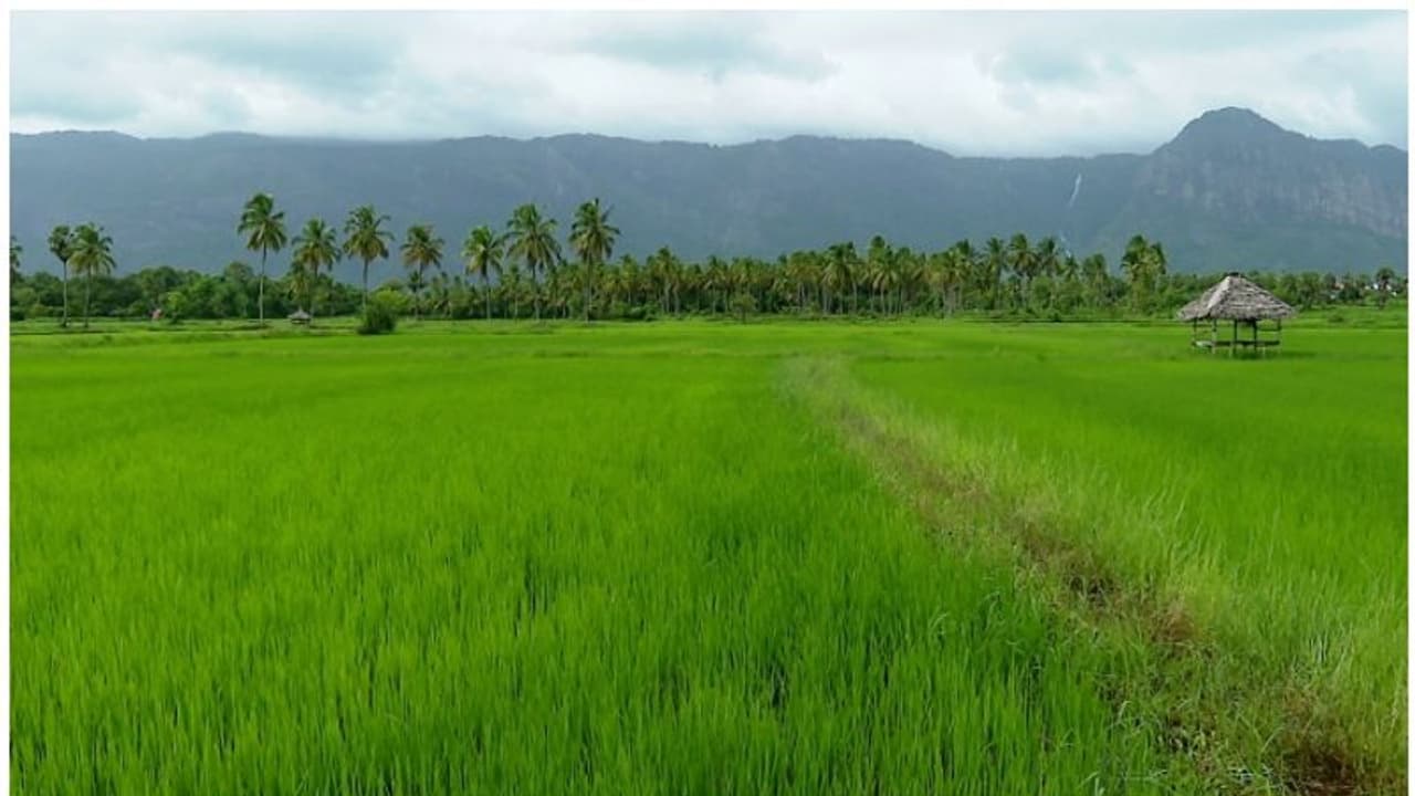 'നന്ദി, വീണ്ടും വരാതിരിക്കുക'; ഗ്രാമ ഭംഗി കാണാൻ ജനതിരക്കേറിയതോടെ ആശങ്കയിലായി കൊല്ലങ്കോടുകാർ 'നന്ദി, വീണ്ടും വരാതിരിക്കുക'; ഗ്രാമ ഭംഗി കാണാൻ ജനതിരക്കേറിയതോടെ ആശങ്കയിലായി കൊല്ലങ്കോടുകാർ