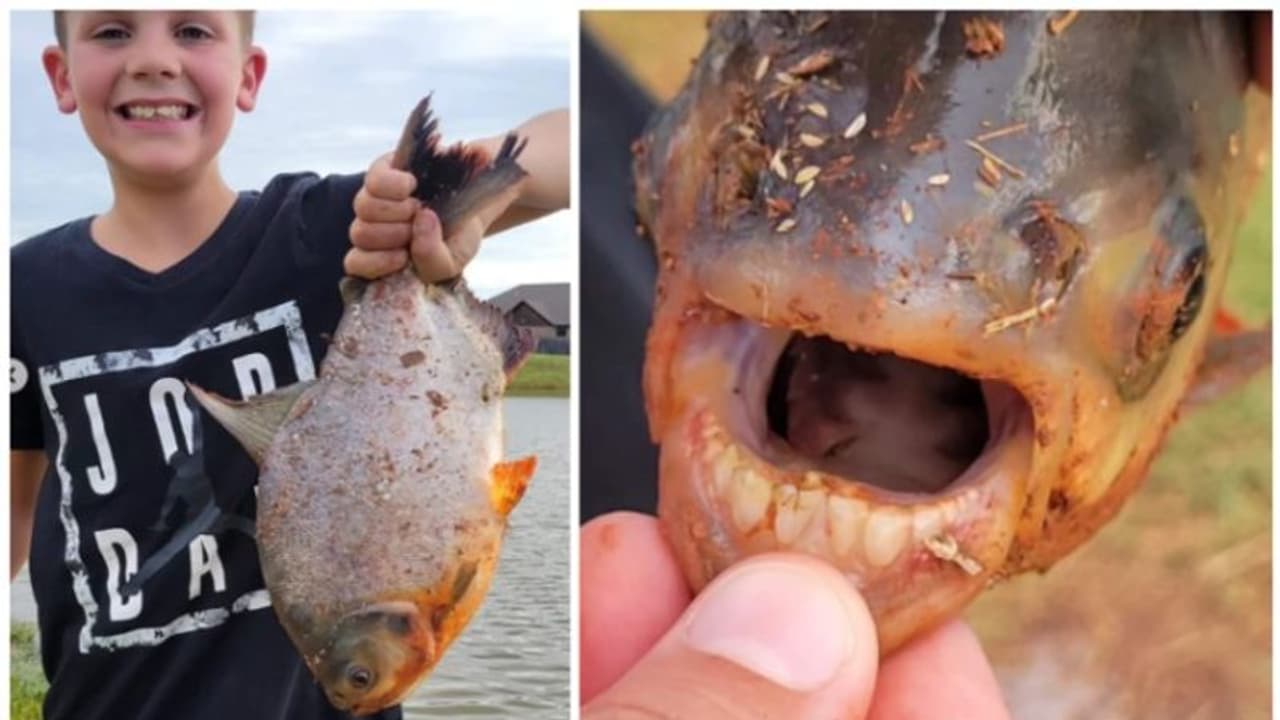 മനുഷ്യന്‍റെ പല്ലുകളോട് സാമ്യം; ചാര്‍ളി പിടികൂടിയ മത്സ്യം 'പാക്കു', പിരാനയുടെ ബന്ധു ! 