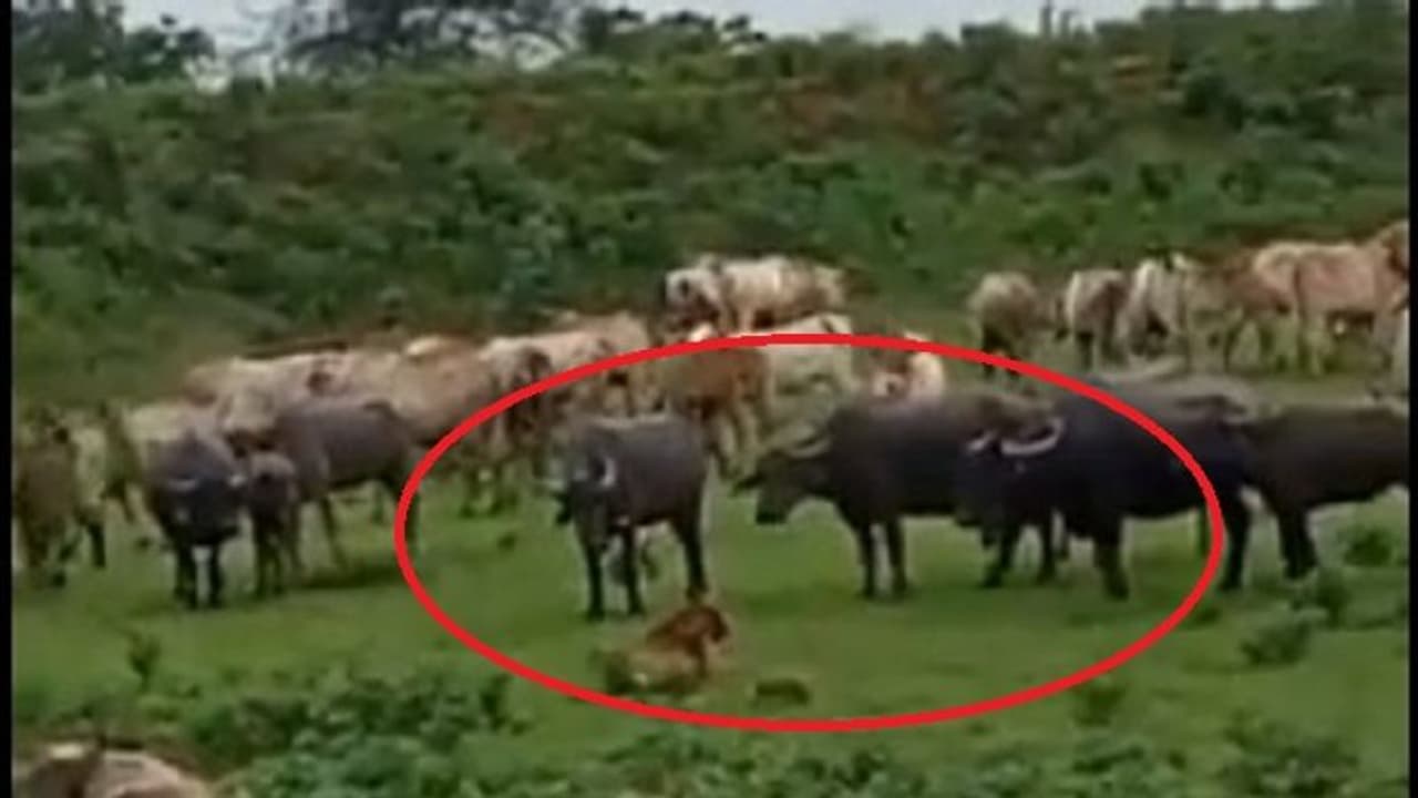 పులి వచ్చినా బెదరని గేదెలు.. ఐకమత్యంతో, గుంపుగా వెళ్లి దానిపైనే దాడి.. గాయాలతో క్రూర మృగం మృతి.. వీడియో వైరల్