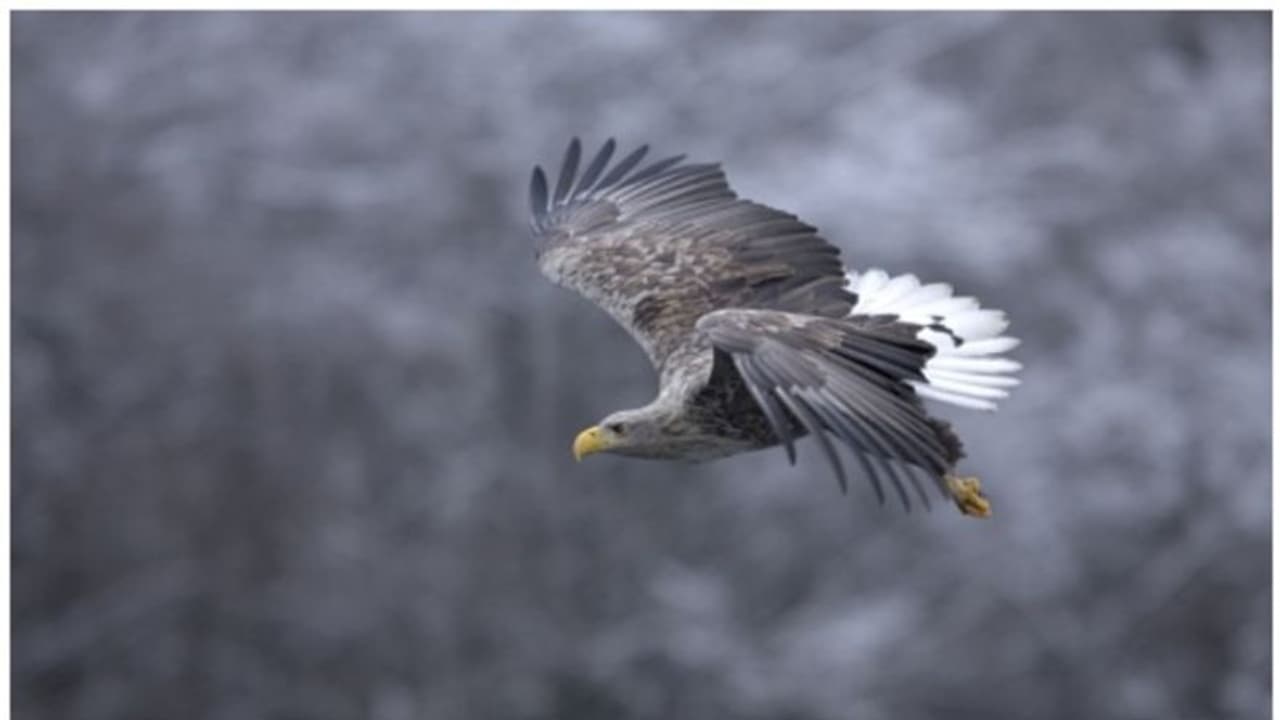 240 വര്‍ഷത്തിന് ശേഷം ആദ്യമായി തെക്കന്‍ ഇംഗ്ലണ്ടില്‍ വെള്ള വാലുള്ള പരുന്ത് !