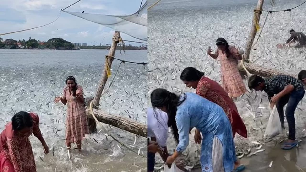 ಇದು ಮೀನುಗಳ ಸೀಮೋಲ್ಲಂಘನ... ಪೋರ್ಟ್ ಕೊಚ್ಚಿಯಲ್ಲಿ ಸೆರೆಯಾದ ಅಪರೂಪದ ವೀಡಿಯೋ