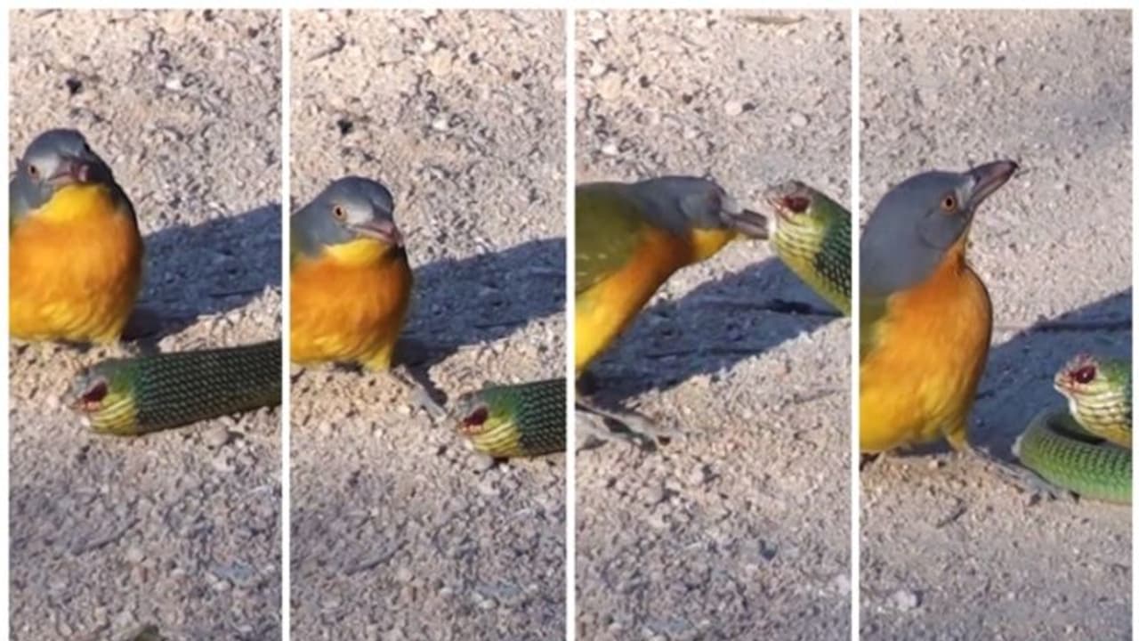 അക്രമിക്കാന് വന്ന പാമ്പിന്റെ കണ്ണ് കൊത്തിയെടുത്ത് പക്ഷി; വൈറലായി വീഡിയോ ! അക്രമിക്കാന് വന്ന പാമ്പിന്റെ കണ്ണ് കൊത്തിയെടുത്ത് പക്ഷി; വൈറലായി വീഡിയോ !