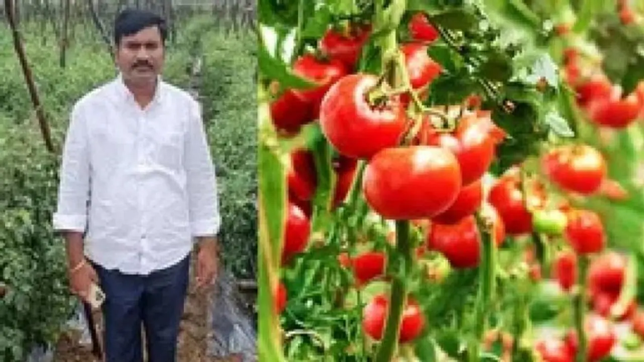 Tomato : தக்காளி விற்பனை மூலம் ஒரே மாதத்தில் ரூ.1.8 கோடி சம்பாதித்த விவசாயி..!