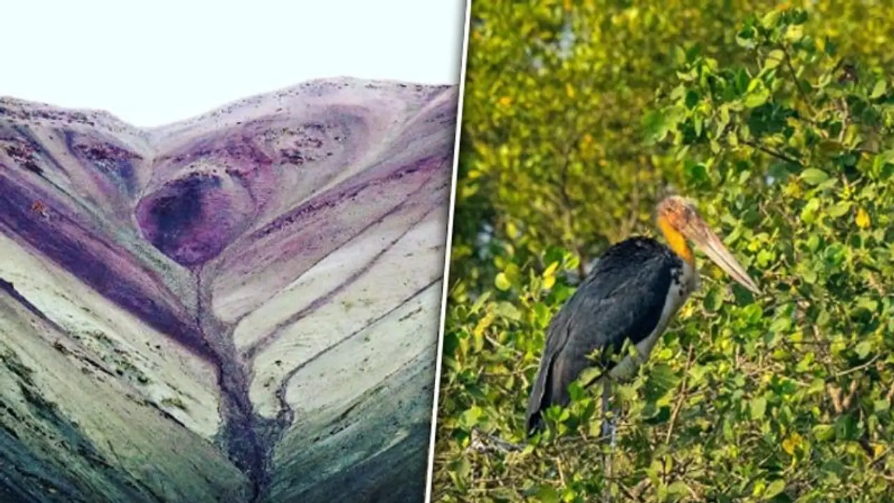 Salim Ali to Hemis National Park: Unravel the ecological marvels of Jammu and Kashmir Salim Ali to Hemis National Park: Unravel the ecological marvels of Jammu and Kashmir