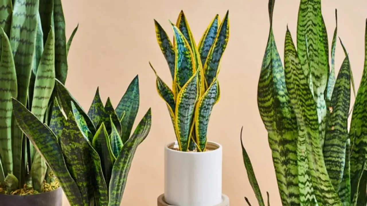 வீட்டில் பாம்பு செடி வைப்பது நல்லதா...? வாஸ்து என்ன சொல்கிறது தெரியுமா..? வீட்டில் பாம்பு செடி வைப்பது நல்லதா...? வாஸ்து என்ன சொல்கிறது தெரியுமா..?