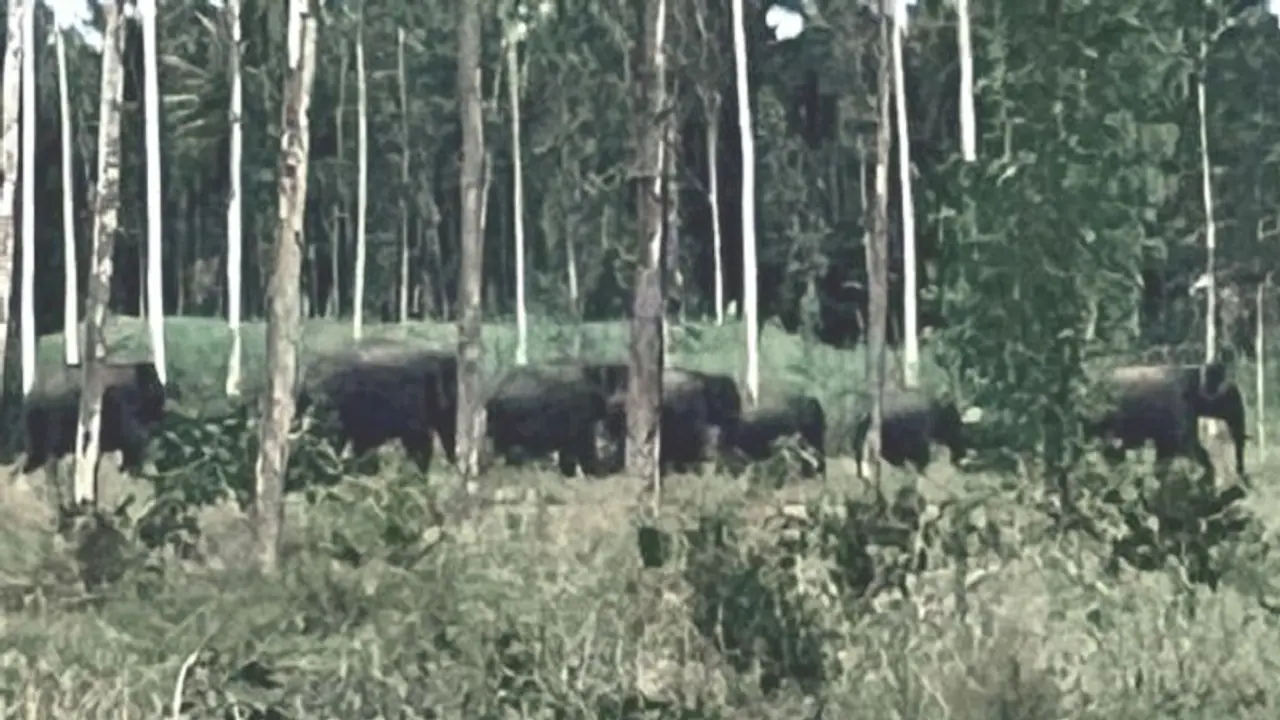 ಮಂಡ್ಯ: ನೆಲಮಾಕನಹಳ್ಳಿ ಬಳಿ ಕಾಡಾನೆಗಳ ಹಿಂಡು ಪತ್ತೆ, ಸಾರ್ವಜನಿಕರಲ್ಲಿ ಆತಂಕ