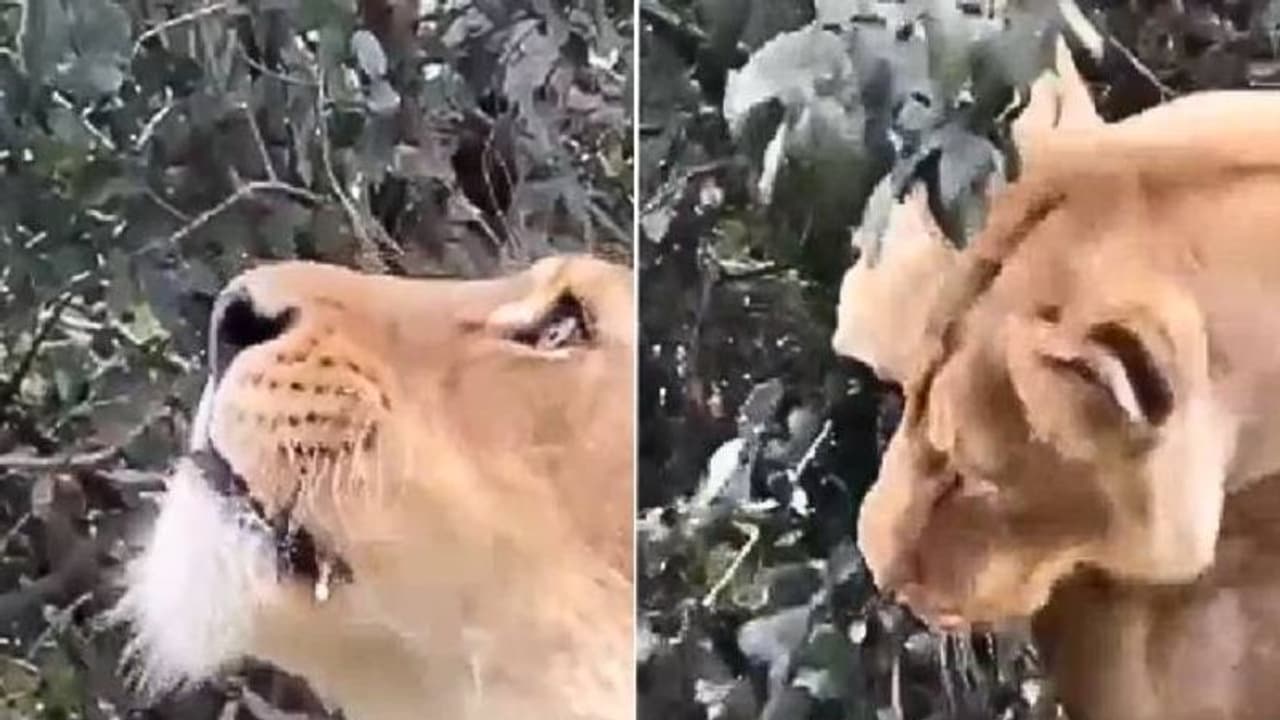 Viral video: വേണ്ടിവന്നാല് സിംഹം ഇലയും തിന്നും, കൗതുകമായി ഇല തിന്നുന്ന സിംഹത്തിന്റെ വീഡിയോ Viral video: വേണ്ടിവന്നാല് സിംഹം ഇലയും തിന്നും, കൗതുകമായി ഇല തിന്നുന്ന സിംഹത്തിന്റെ വീഡിയോ