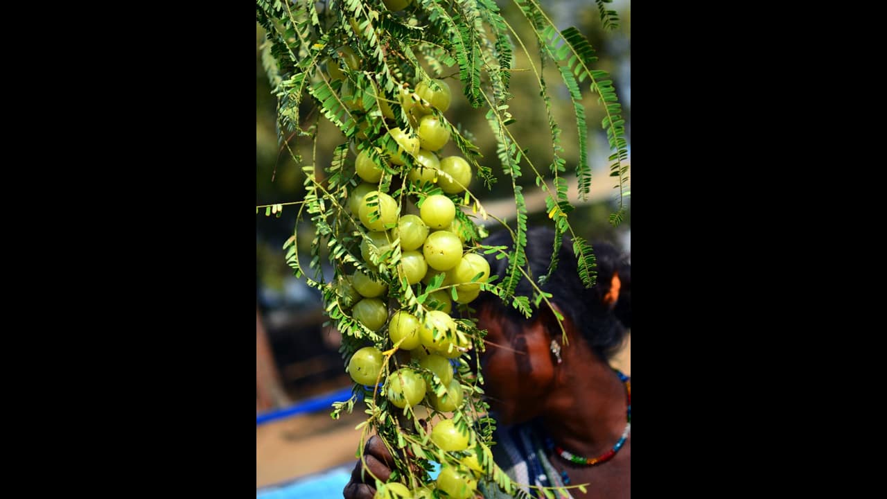 மத வழிபாட்டில் நெல்லிக்காய் மரம் உண்டு தெரியுமா? நெல்லிக்காய் தானம் செய்தால் கிடைக்கும் பலன்கள் இதோ..!!