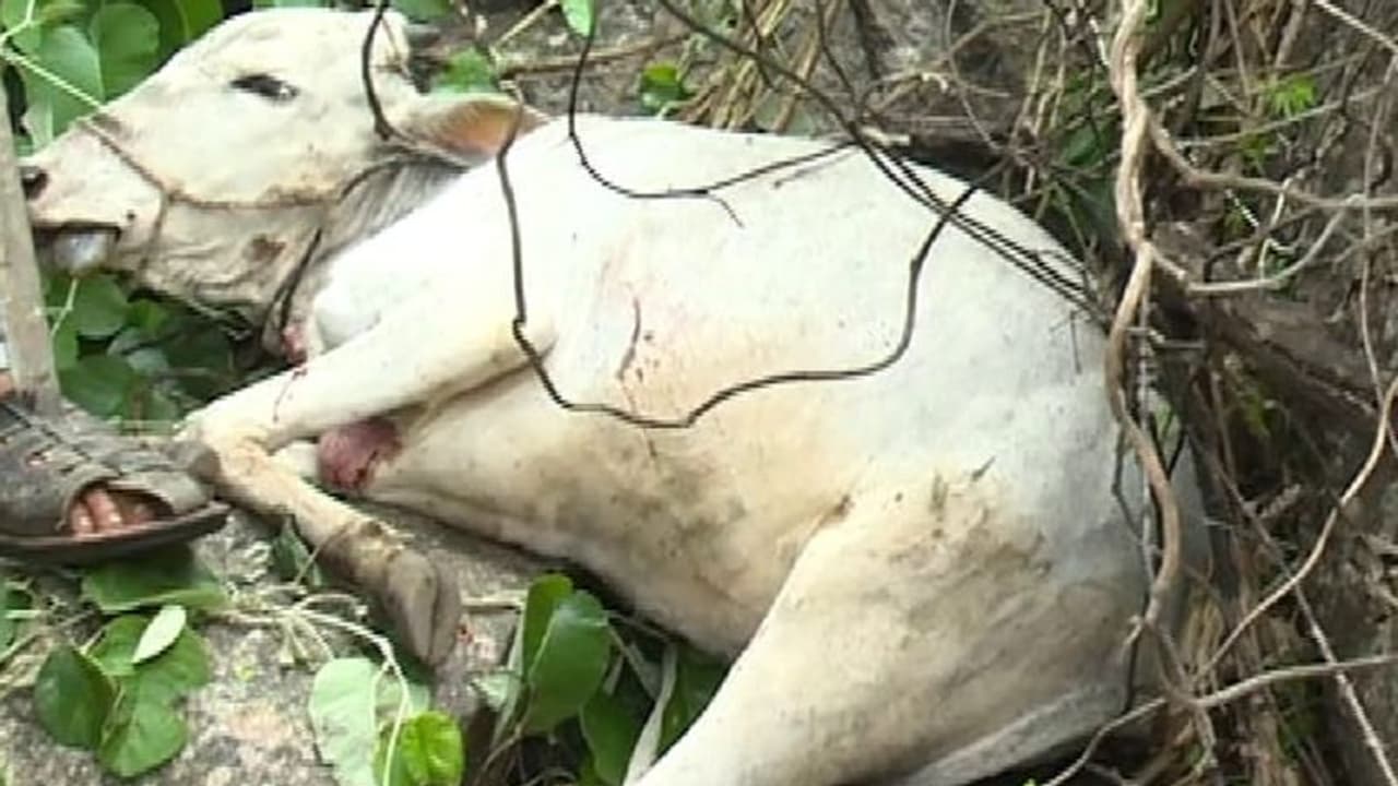 Chitradurga: ಚಂದ್ರವಳ್ಳಿ ಪಕ್ಕದ ಗುಡ್ಡದಲ್ಲಿ ಚಿರತೆ ಹಾವಳಿ: ಹಸು ಕೊಂದು ಪರಾರಿ Chitradurga: ಚಂದ್ರವಳ್ಳಿ ಪಕ್ಕದ ಗುಡ್ಡದಲ್ಲಿ ಚಿರತೆ ಹಾವಳಿ: ಹಸು ಕೊಂದು ಪರಾರಿ