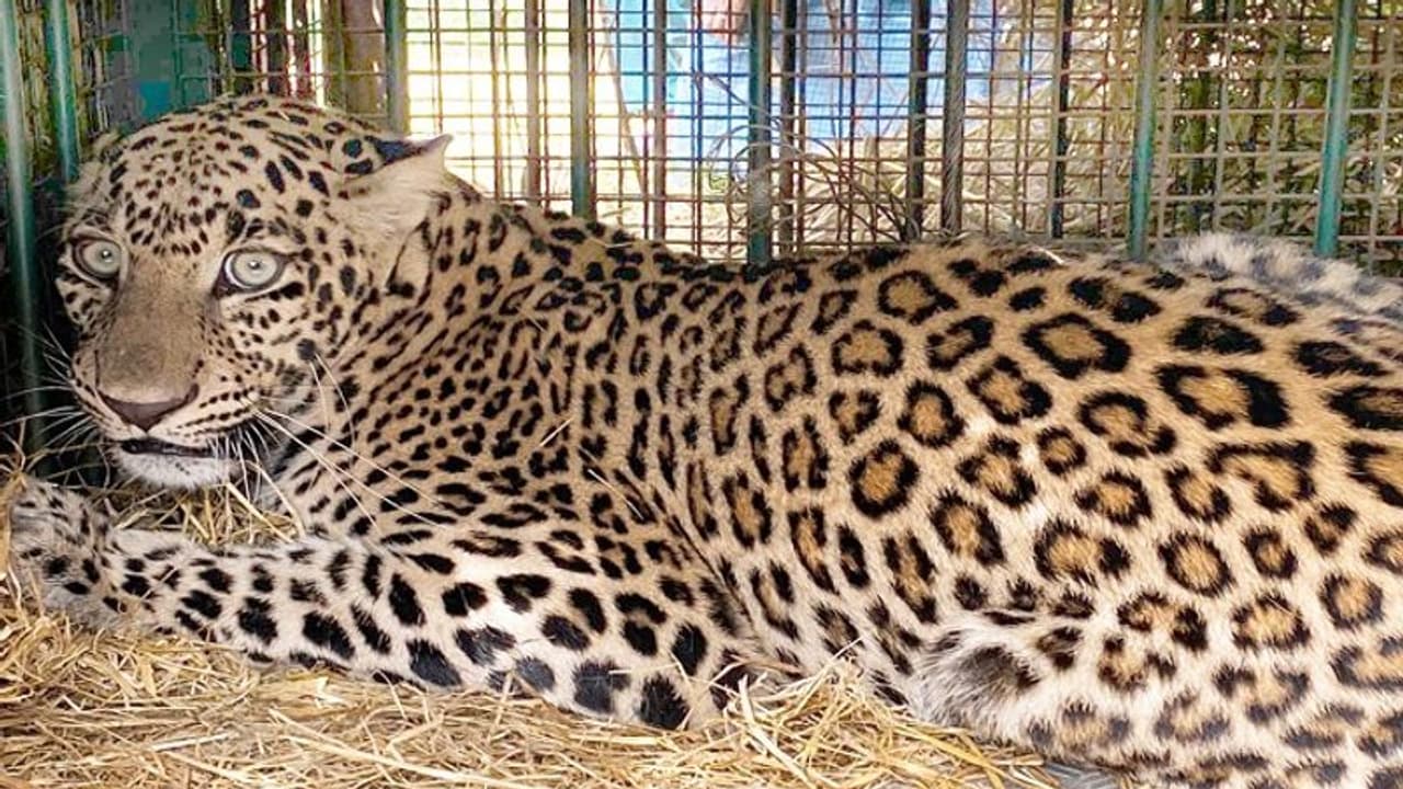 ಮೈಸೂರು: ಬೋನಿಗೆ ಬಿದ್ದ ಗಂಡು ಚಿರತೆ, ನಿಟ್ಟುಸಿರು ಬಿಟ್ಟ ಜನತೆ..!