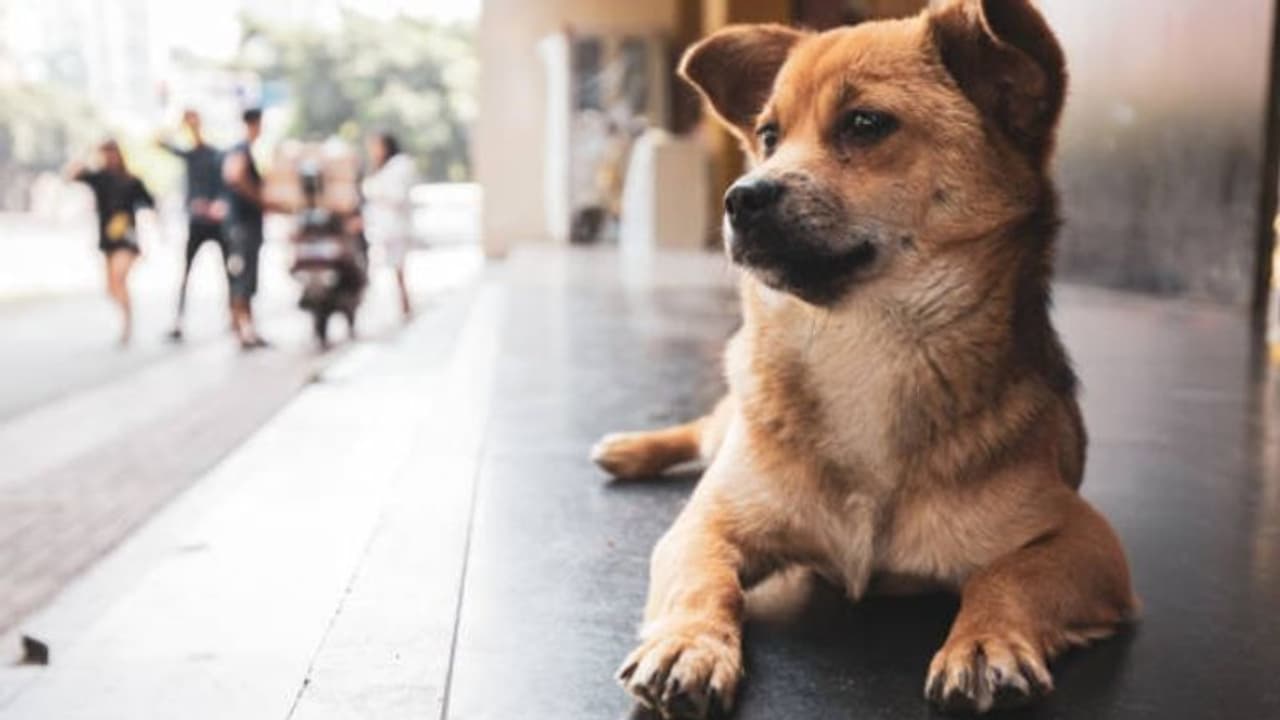 മാലിന്യ കൂമ്പാരത്തില്‍ നിന്ന് പിഞ്ചുകുഞ്ഞിനെ രക്ഷപ്പെടുത്തി തെരുവുനായ...