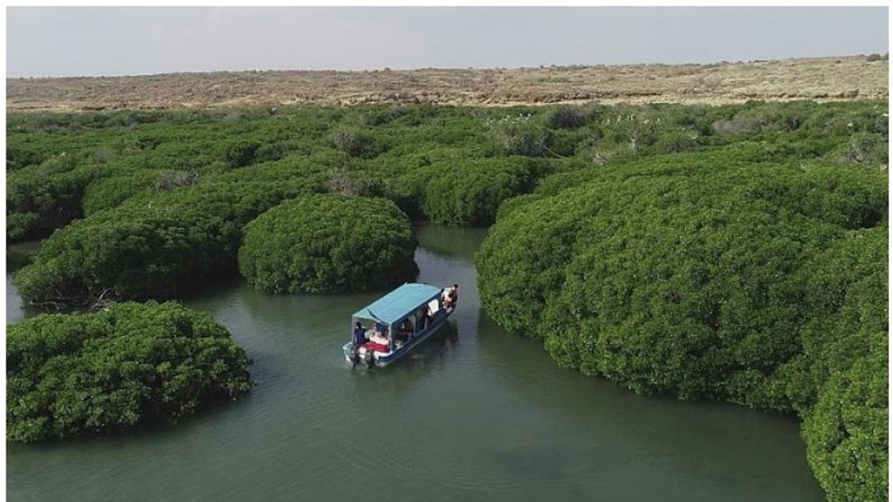 കടൽ തീരങ്ങളിൽ 10 കോടി കണ്ടൽക്കാടുകൾ വെച്ചുപിടിപ്പിക്കാന് സൗദി അറേബ്യ കടൽ തീരങ്ങളിൽ 10 കോടി കണ്ടൽക്കാടുകൾ വെച്ചുപിടിപ്പിക്കാന് സൗദി അറേബ്യ