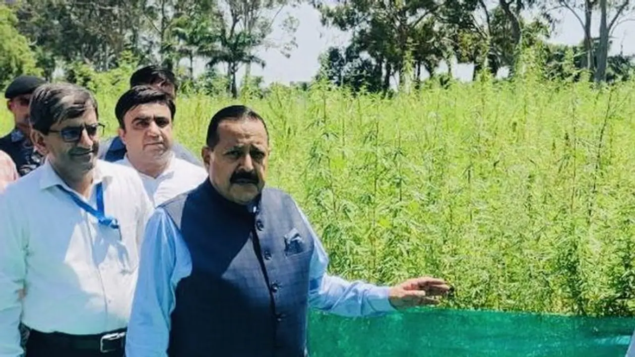 Cannabis is being officially grown on an acre land in Jammu; Here's why