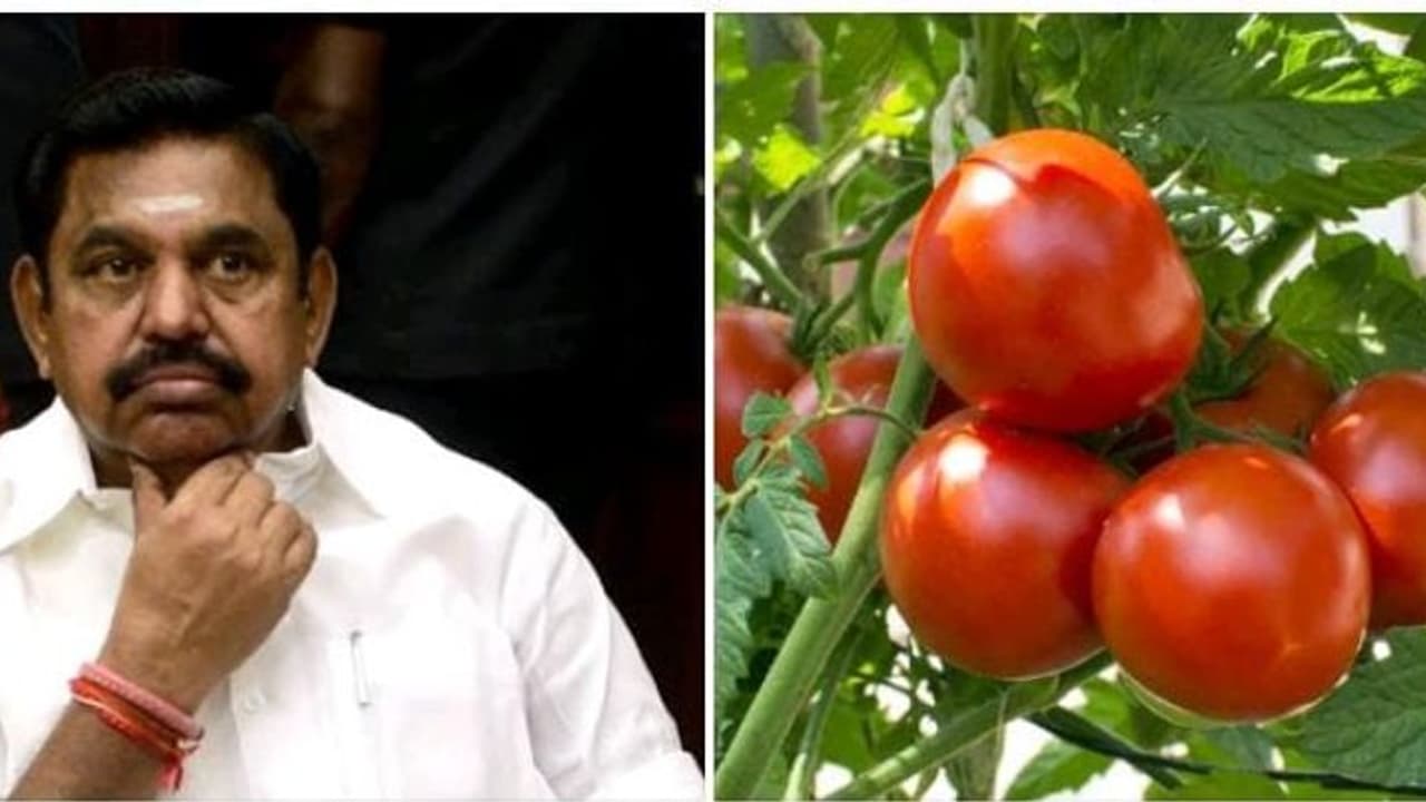 தக்காளி வாங்கும் விலைக்கு ஆப்பிள் வாங்கிவிடலாம்.! எடையில் வாங்கியது போய் எண்ணிக்கையில் வாங்குகிறோம் இபிஎஸ்