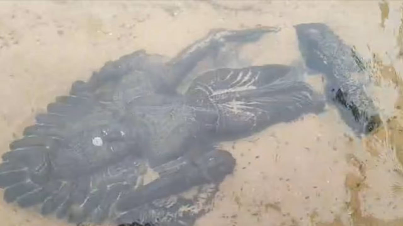 పల్నాడు : నదీగర్భంలో పురాతన విగ్రహాలు... కృష్ణమ్మ ఒడిలో విష్ణుమూర్తి (వీడియో) పల్నాడు : నదీగర్భంలో పురాతన విగ్రహాలు... కృష్ణమ్మ ఒడిలో విష్ణుమూర్తి (వీడియో)